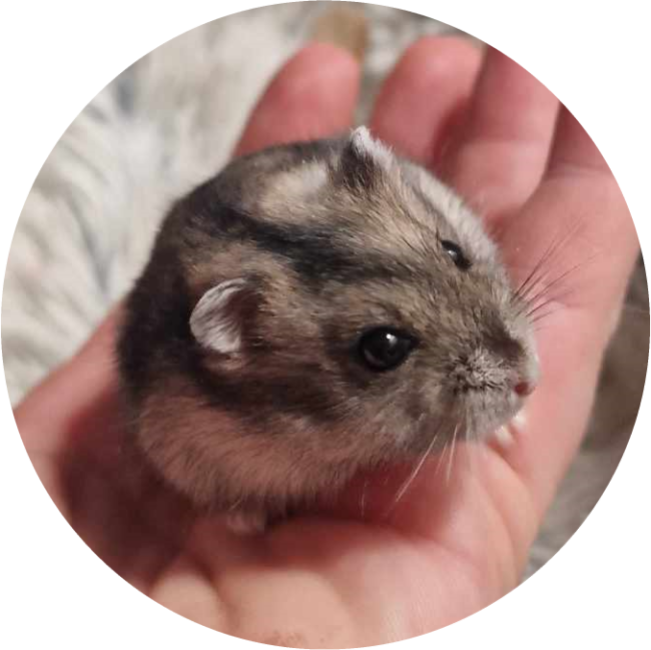Hamster agouti